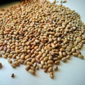 Matki Sprouted Fresh