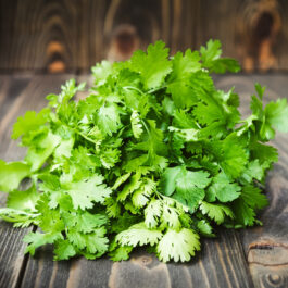 Coriander